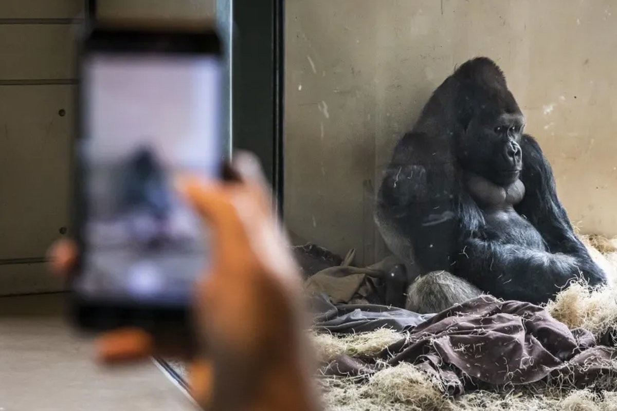 Молодой самец гориллы перестал общаться со сверстниками, из-за зависимости от гаджетов