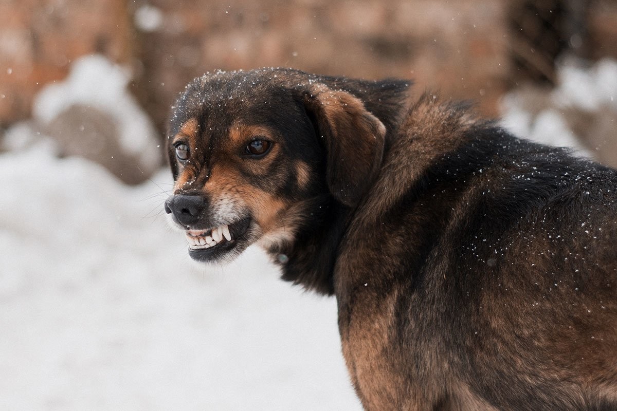 На Урале собака в течение одного дня покусала двух школьников. Их мамы встретились в травмпункте